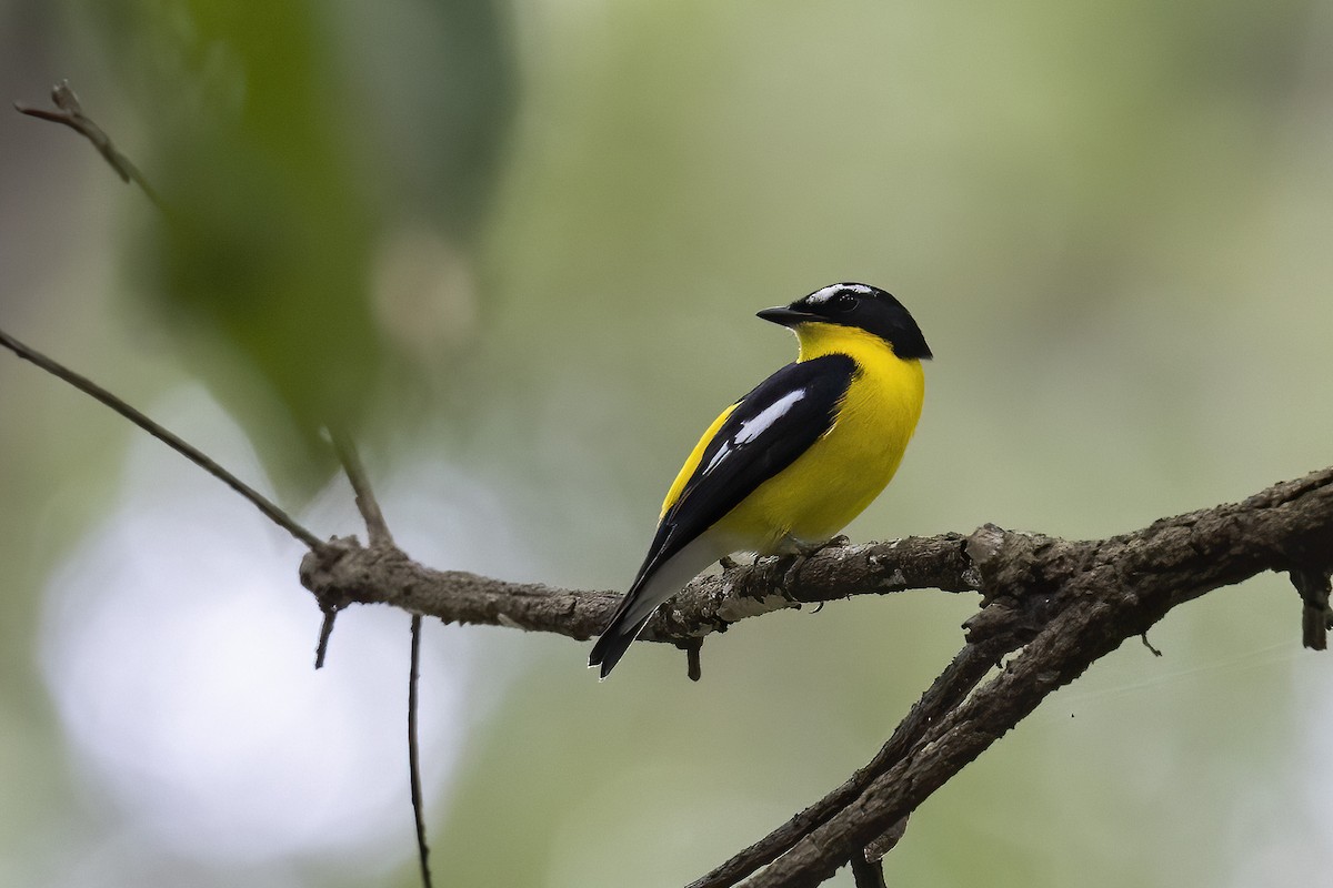 Yellow-rumped Flycatcher - Se Chea