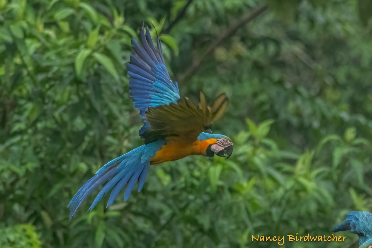 Blue-and-yellow Macaw - Nancy Fernández