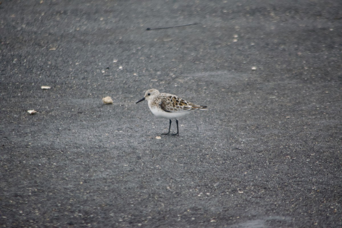 Bécasseau sanderling - ML619269006