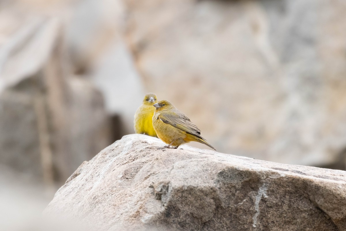 Greenish Yellow-Finch - Luis  Castillo Torres