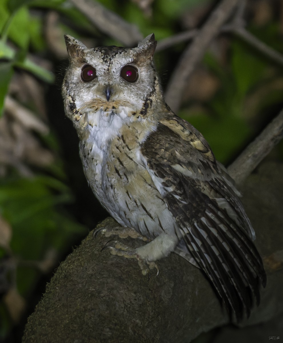 Indian Scops-Owl - Sahil 🐧