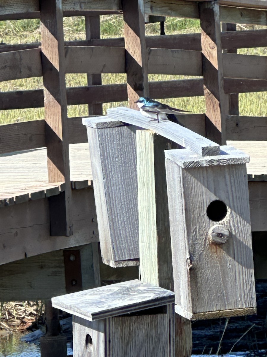 Tree Swallow - Anthony Newcomer