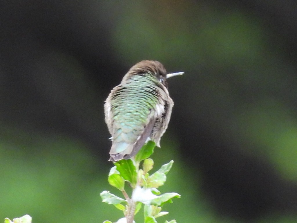 Anna's Hummingbird - Lola Ross