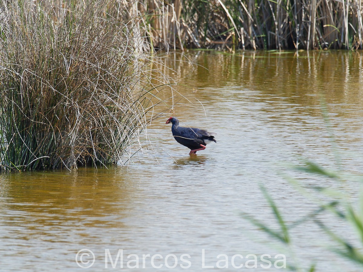 Western Swamphen - Marcos Lacasa