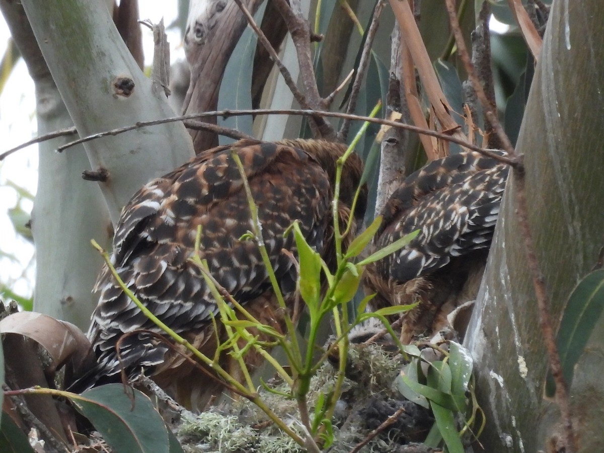 Red-shouldered Hawk - Lola Ross