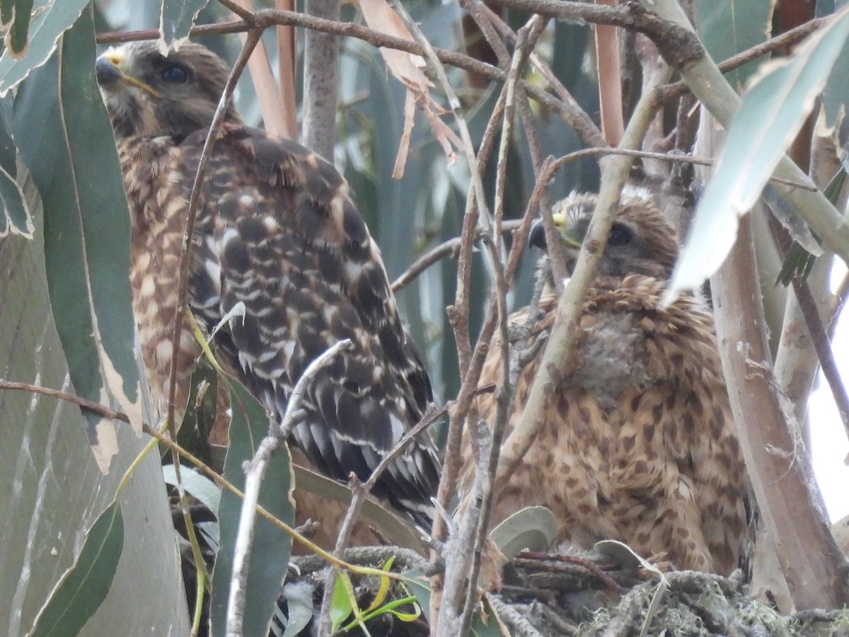 Red-shouldered Hawk - Lola Ross