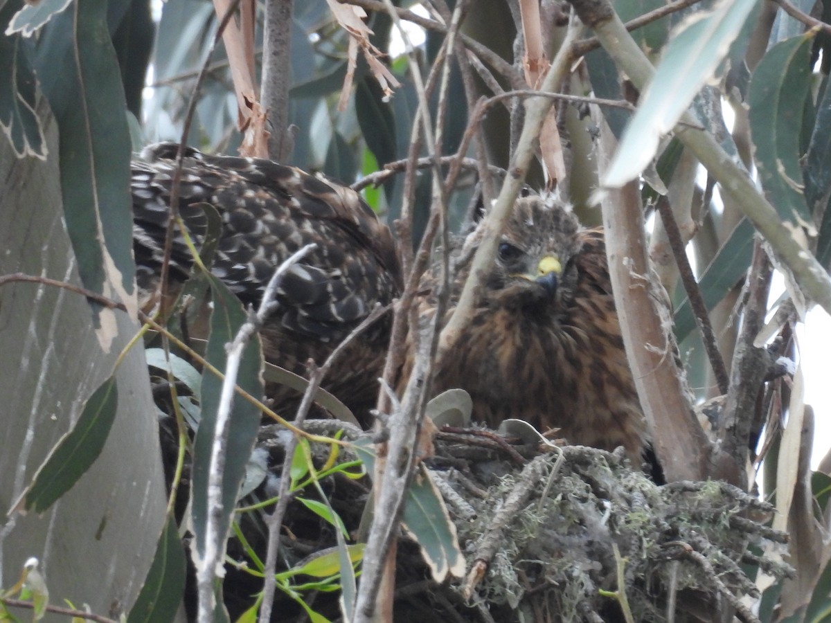 Red-shouldered Hawk - Lola Ross