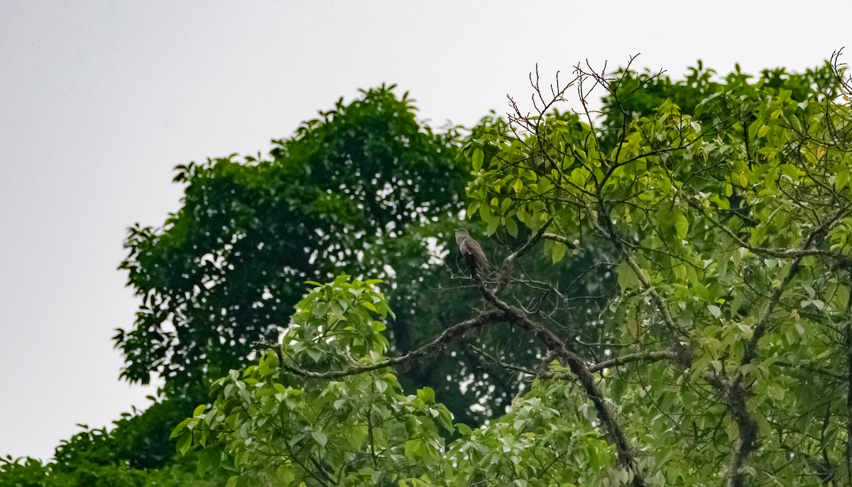 Coucou à ailes courtes - ML619269040