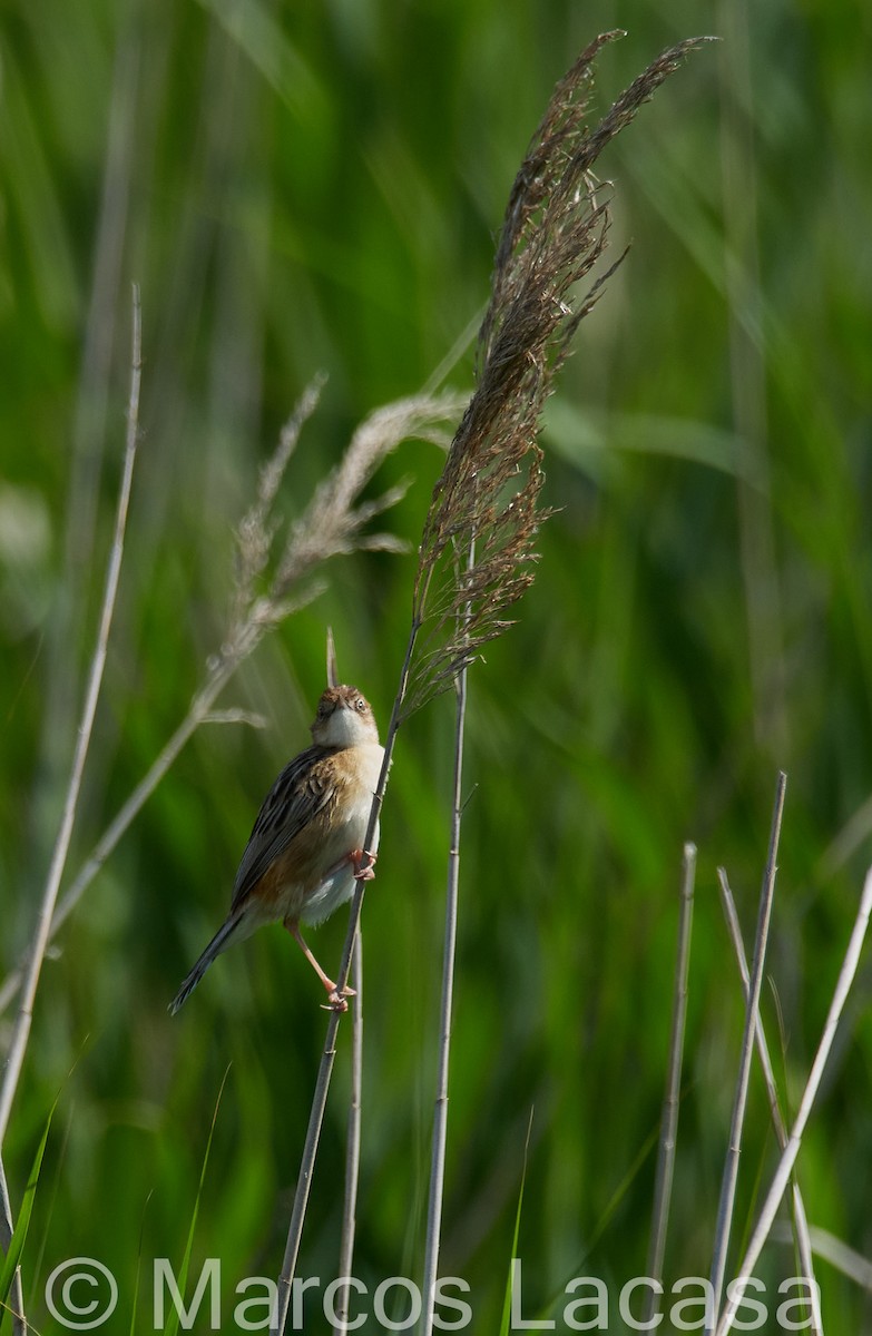 Zitting Cisticola - ML619269044