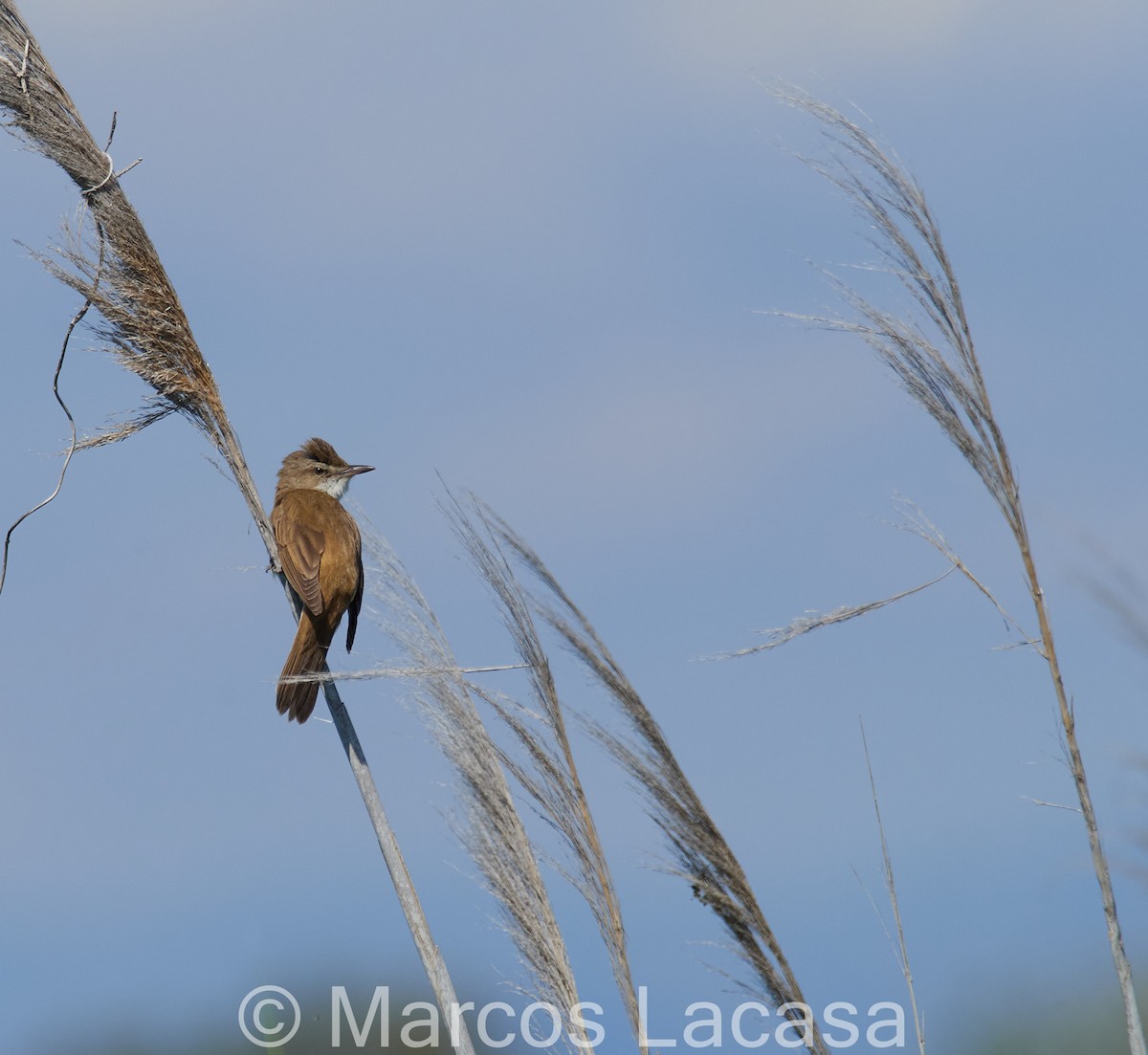 Great Reed Warbler - ML619269047