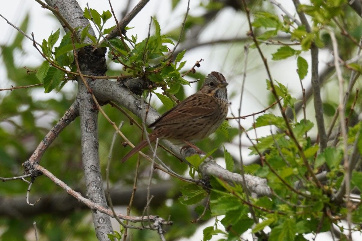 Lincoln's Sparrow - ML619269056