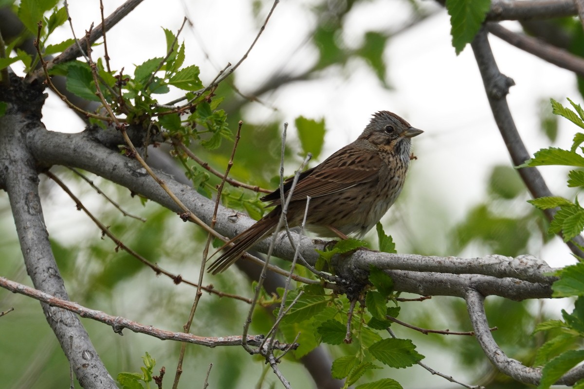 Lincoln's Sparrow - ML619269057