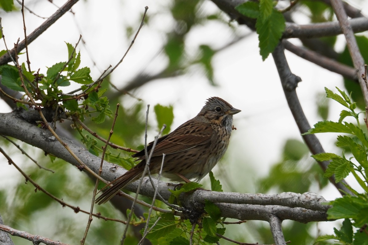 Lincoln's Sparrow - ML619269058