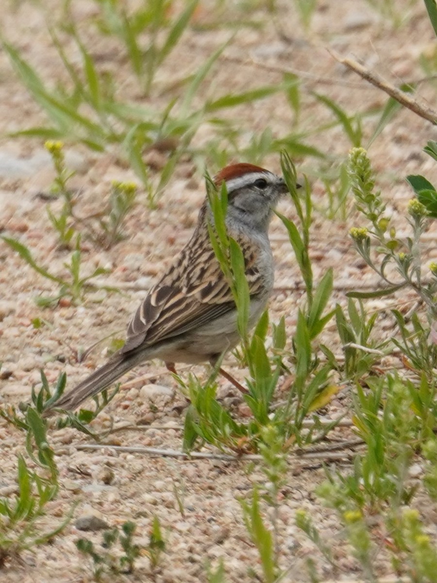 Chipping Sparrow - ML619269068