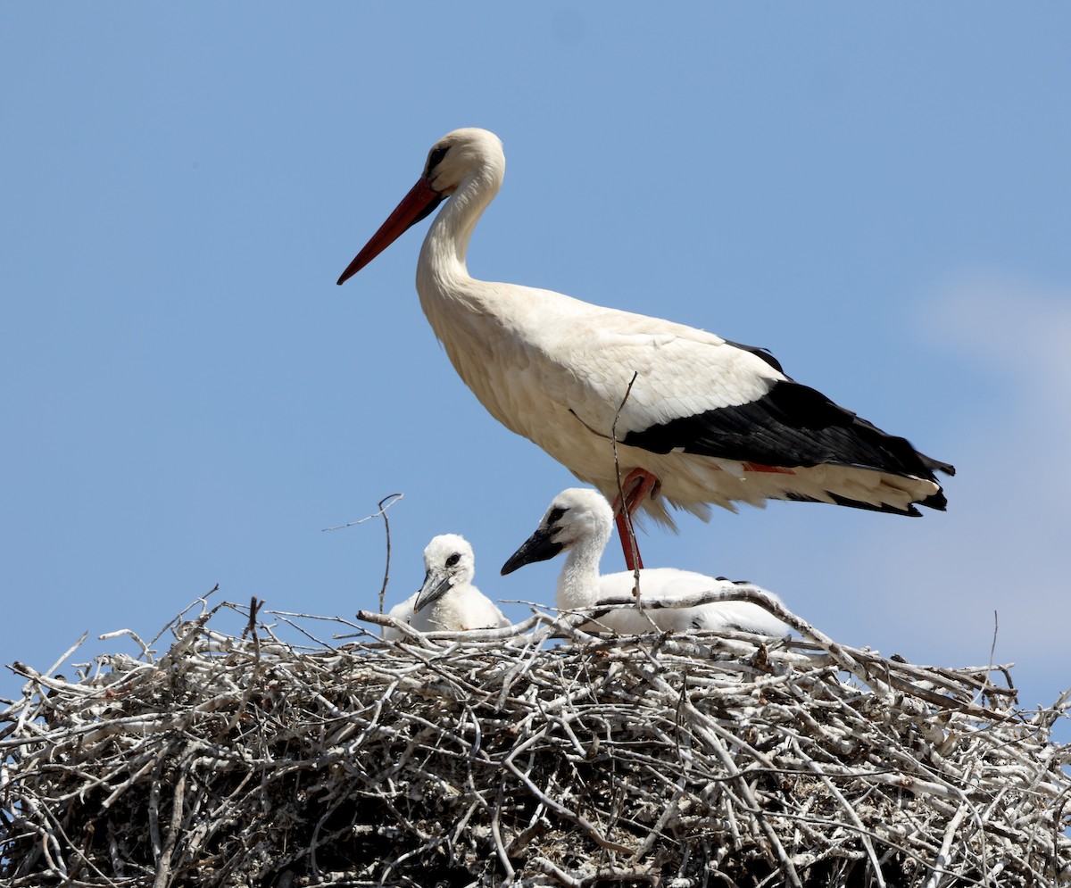 White Stork - Scott Rauland