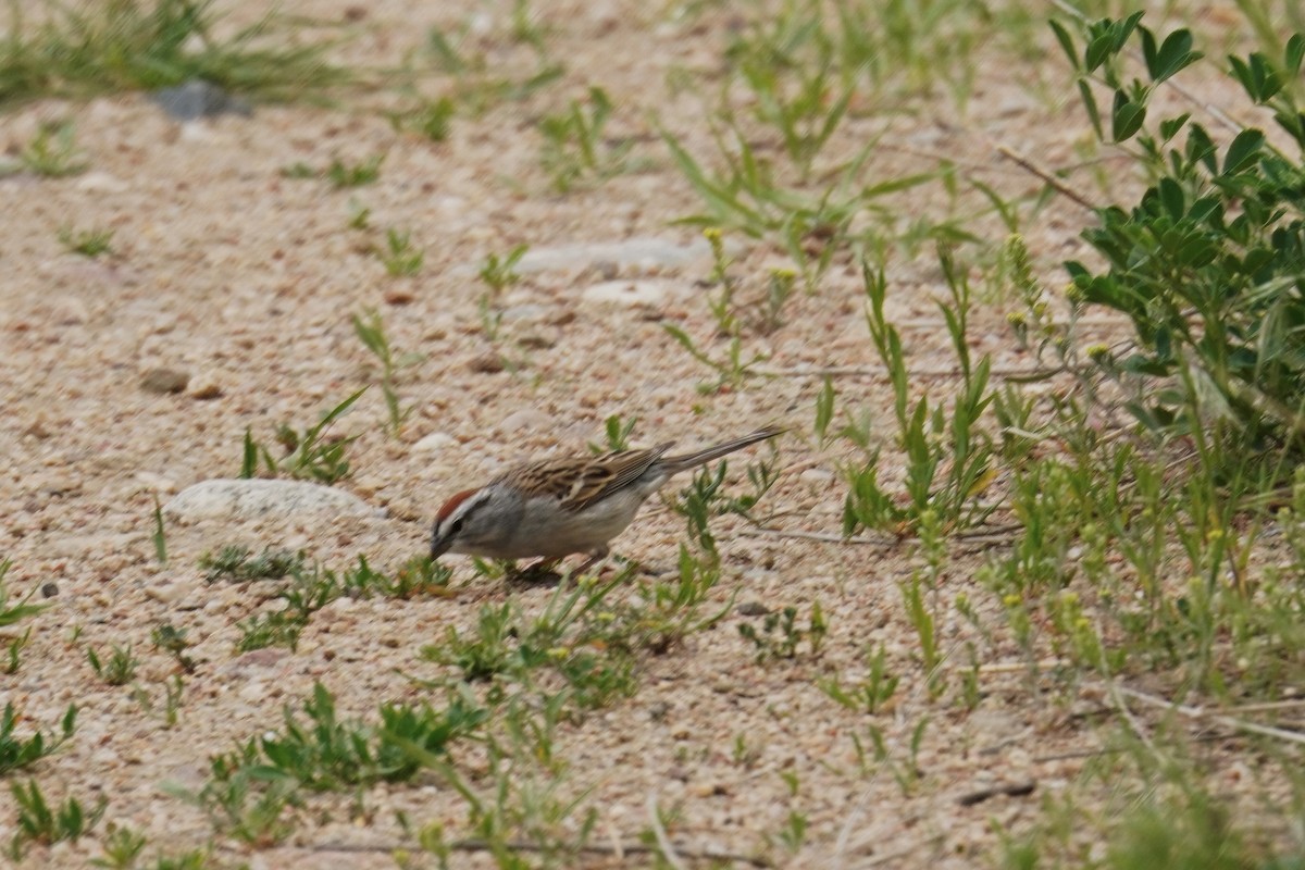 Chipping Sparrow - ML619269081