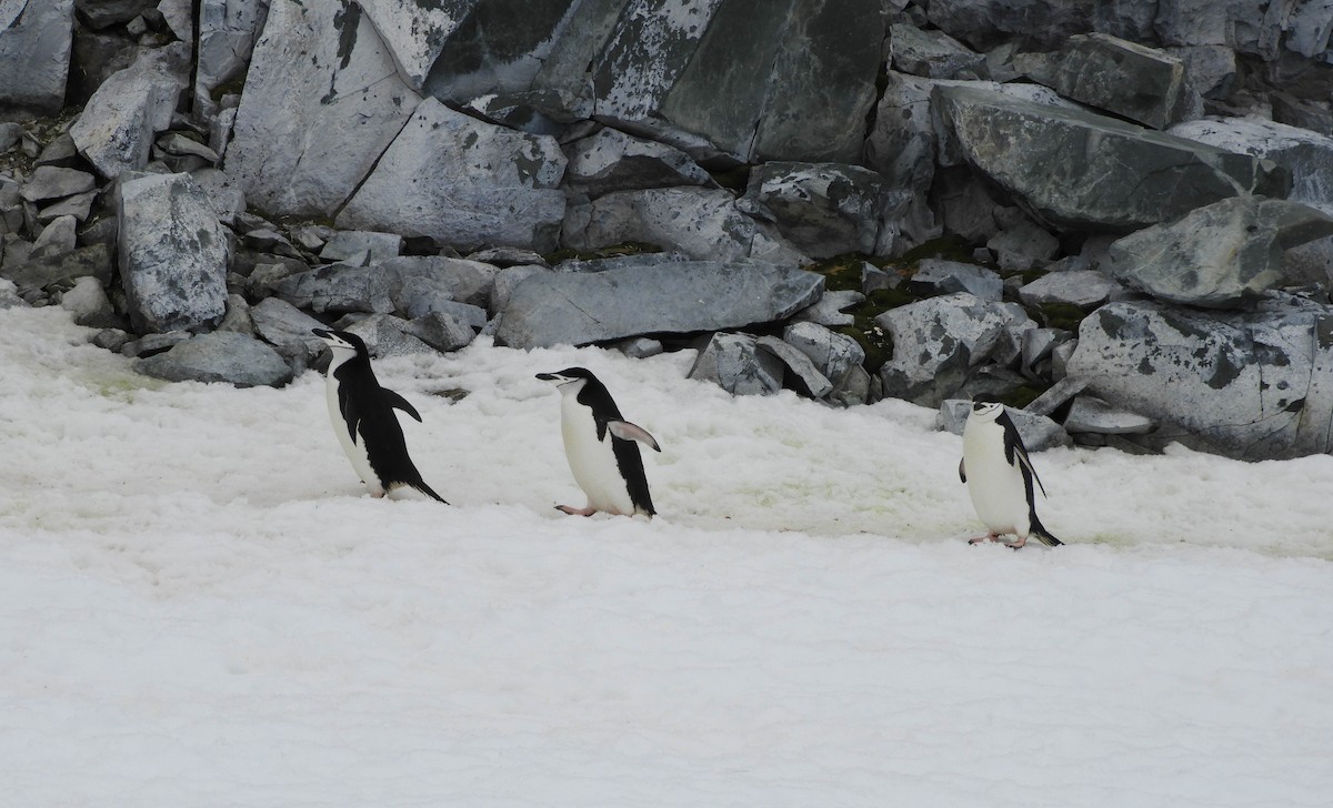 Chinstrap Penguin - ML619269089