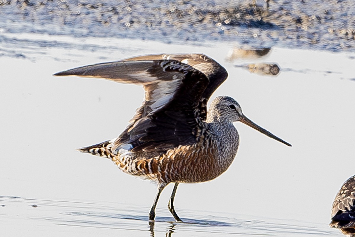 Hudsonian Godwit - ML619269092