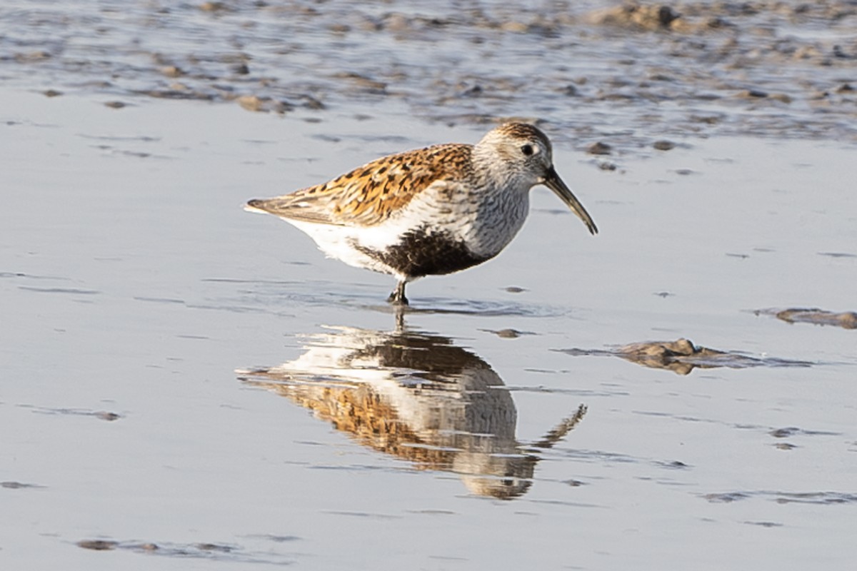 Dunlin - ML619269097