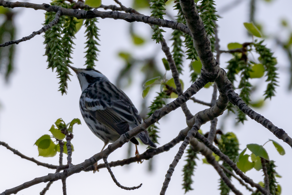 Blackpoll Warbler - Joseph Losby