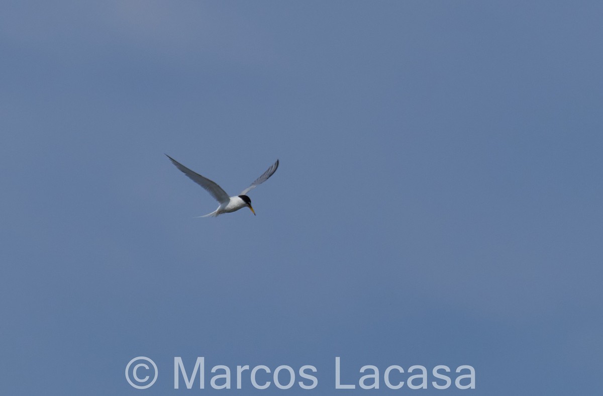 Little Tern - Marcos Lacasa