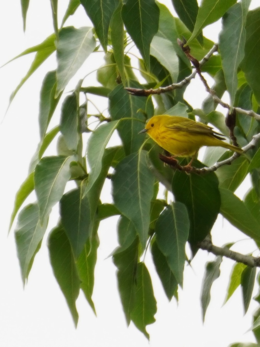 Yellow Warbler - ML619269129