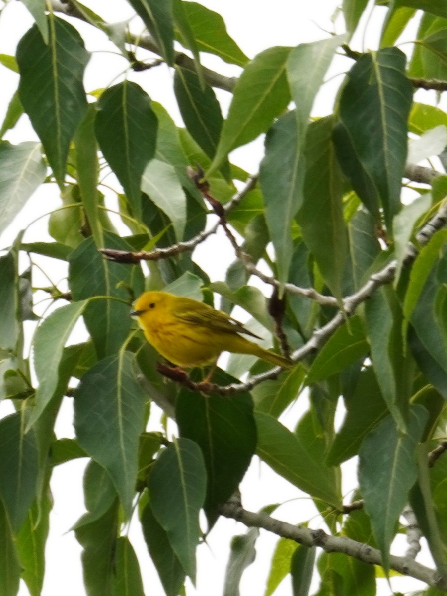 Yellow Warbler - ML619269130