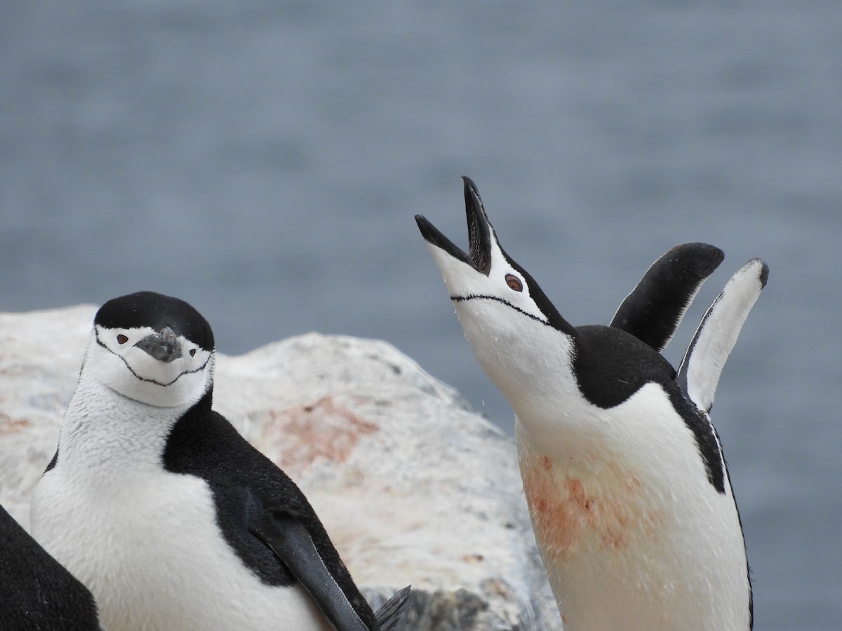 Chinstrap Penguin - ML619269135