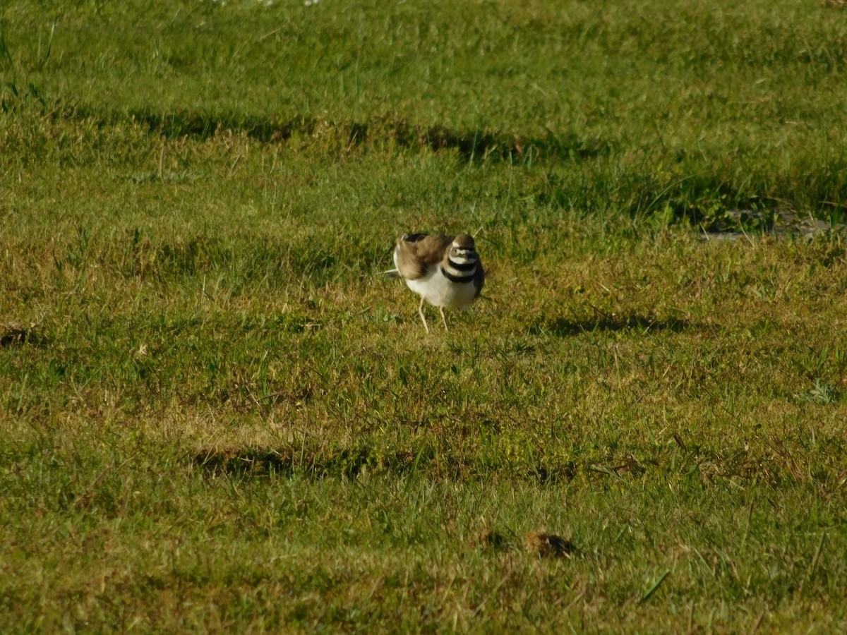 Killdeer - ML619269138