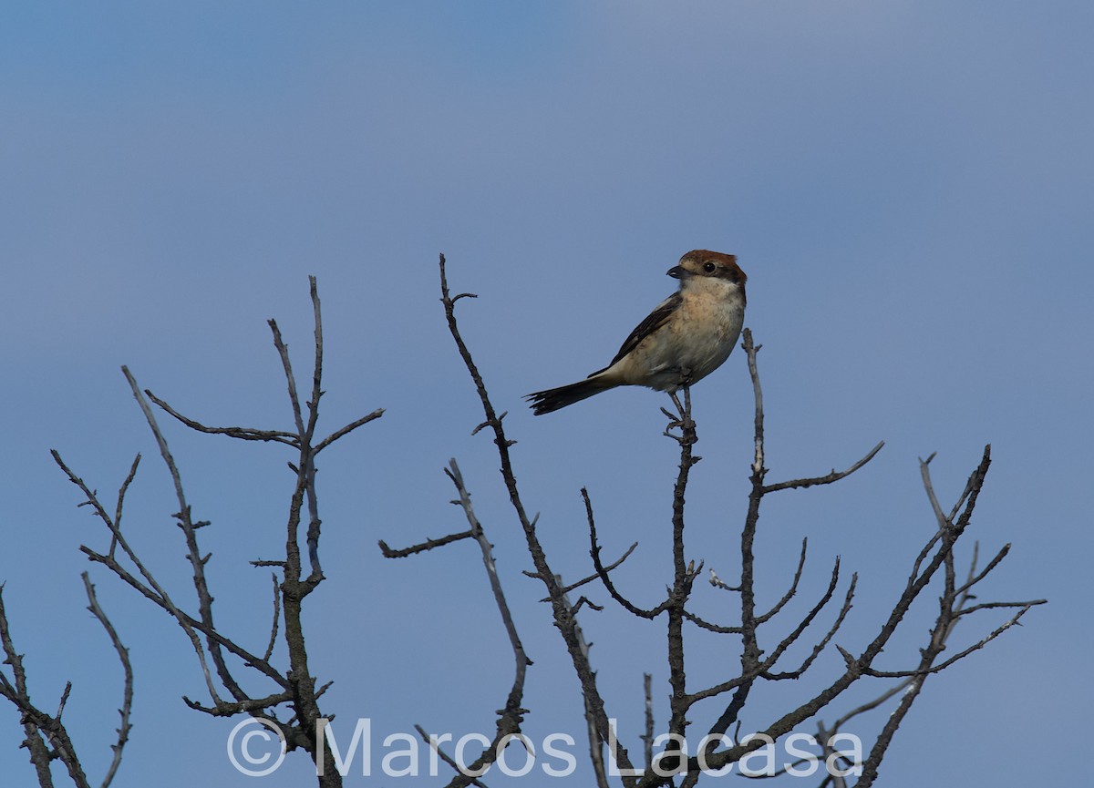 Woodchat Shrike - Marcos Lacasa