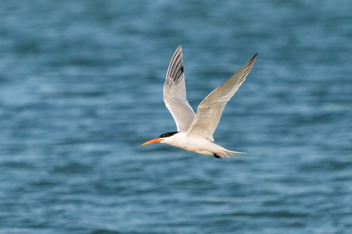 Elegant Tern - ML619269151