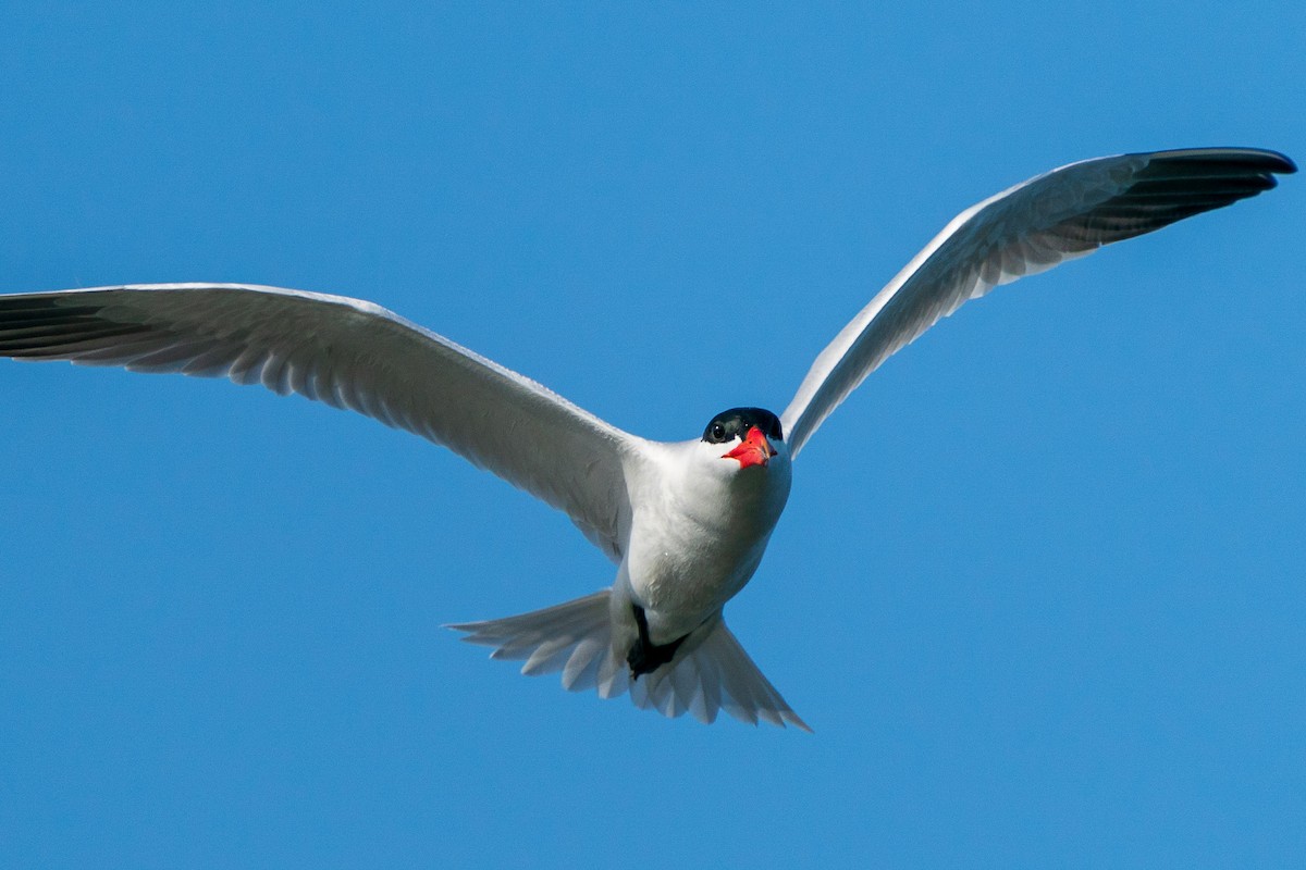 Caspian Tern - L Lang