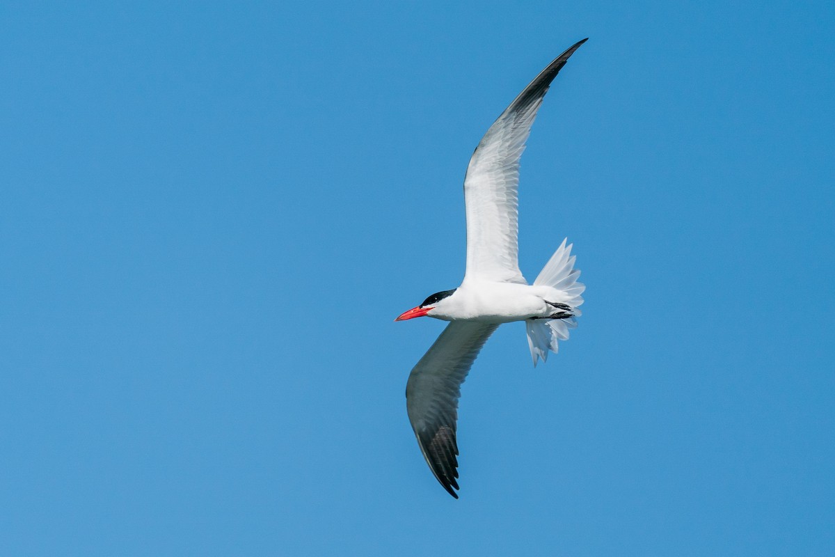 Caspian Tern - ML619269156