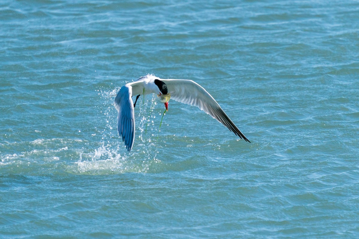 Caspian Tern - L Lang