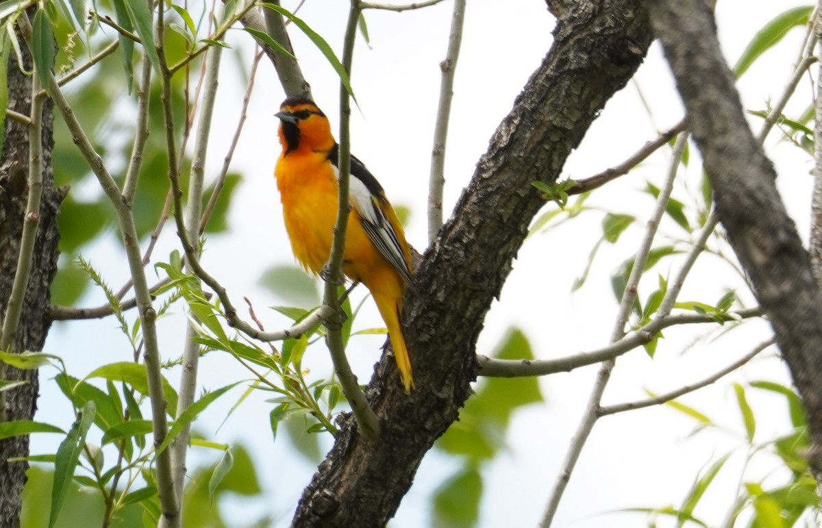 Bullock's Oriole - ML619269165