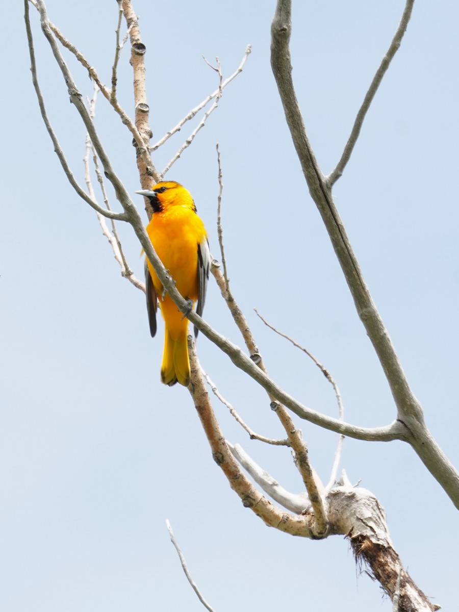 Bullock's Oriole - ML619269167