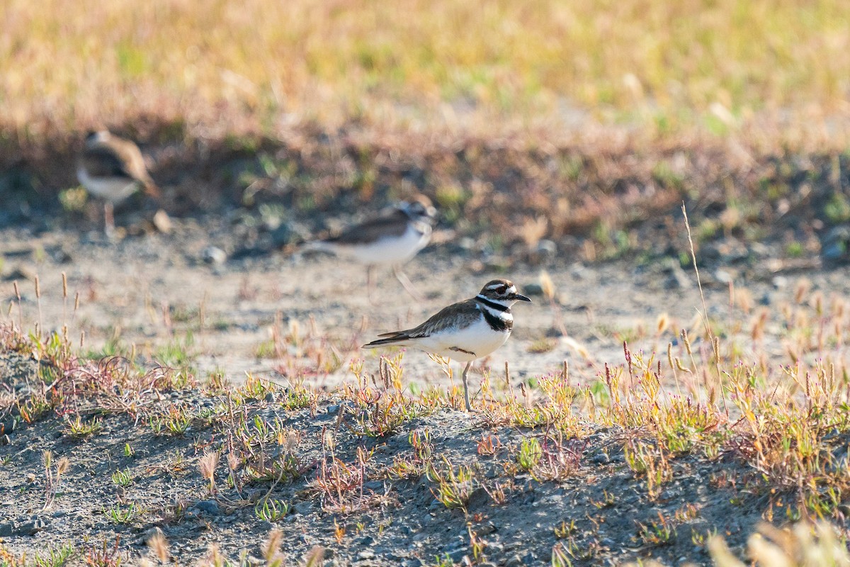 Killdeer - ML619269173