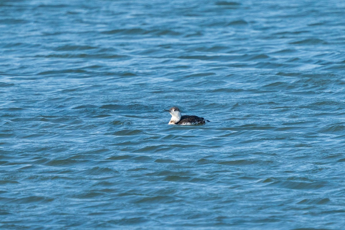 Red-throated Loon - L Lang