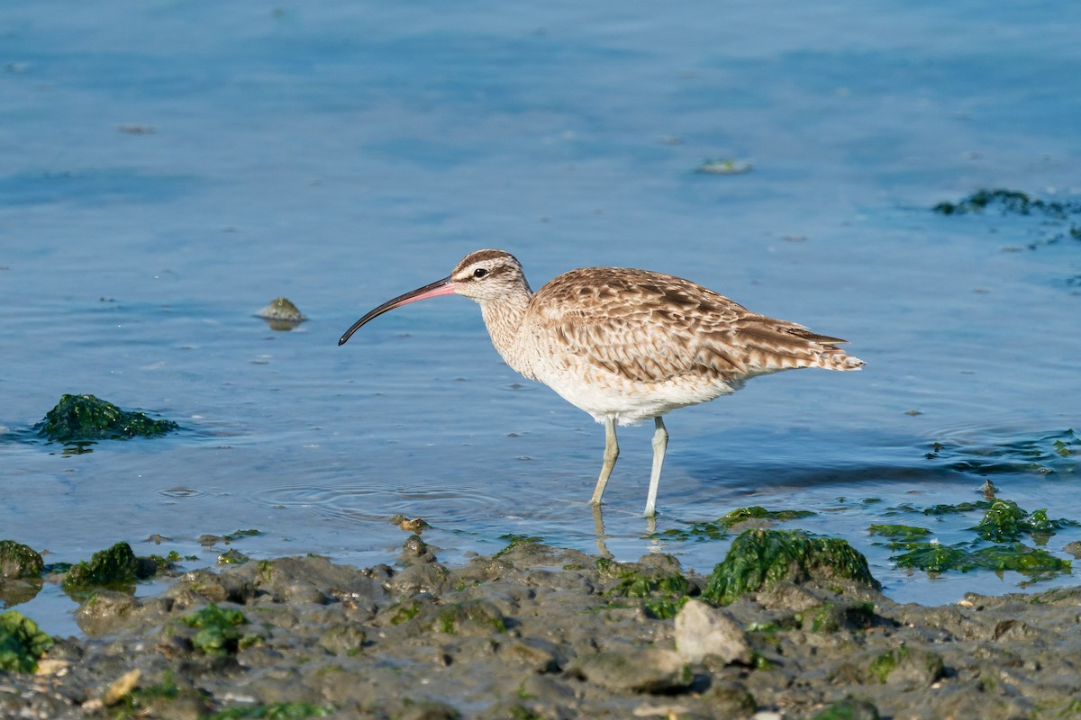 Regenbrachvogel - ML619269188