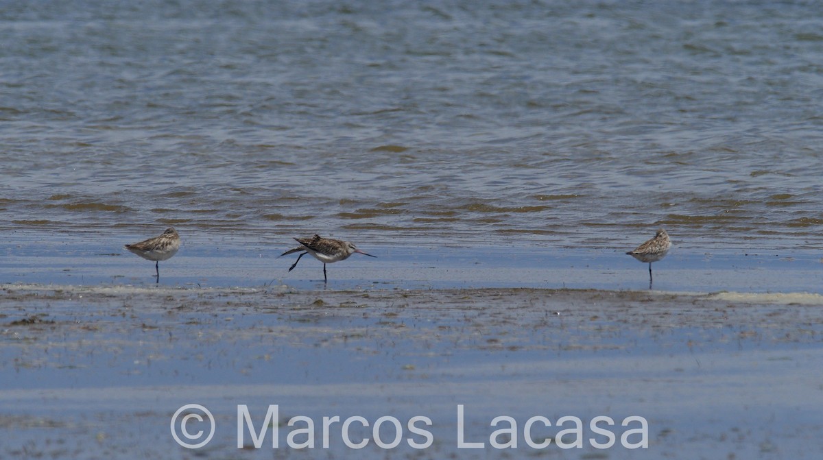 Bar-tailed Godwit - Marcos Lacasa