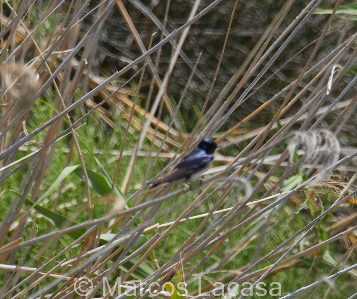 Barn Swallow - ML619269196