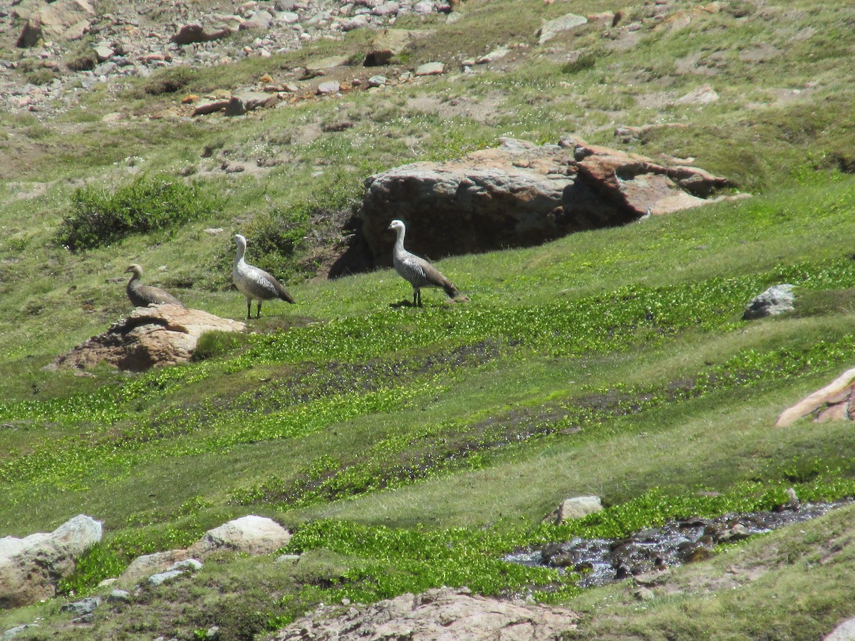 Upland Goose - Joaquín Salas