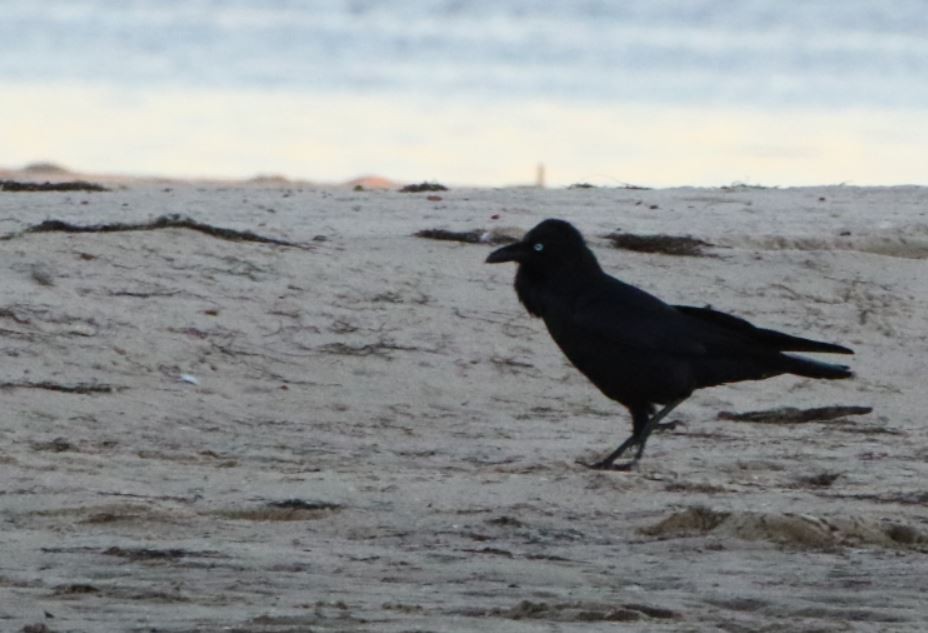 Australian Raven - Mel Mitchell