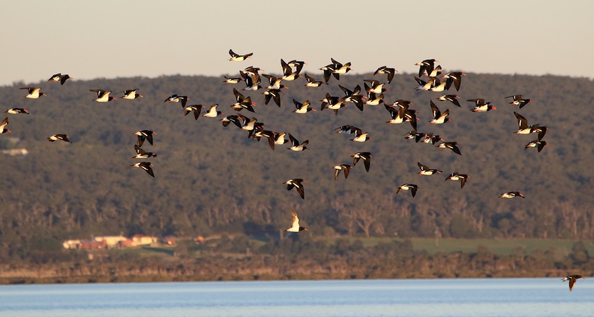 South Island Oystercatcher - ML619269216