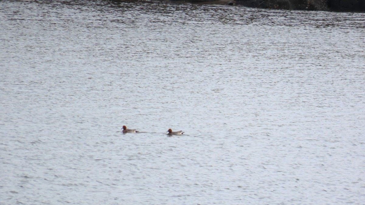 Eurasian Wigeon - YUKIKO ISHIKAWA