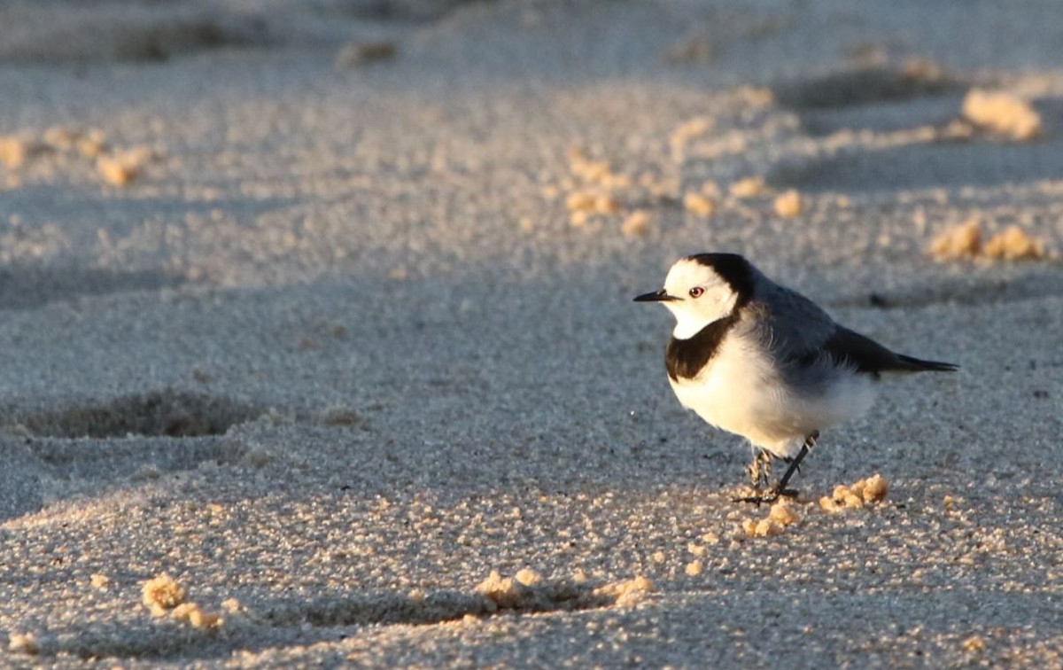 White-fronted Chat - Mel Mitchell