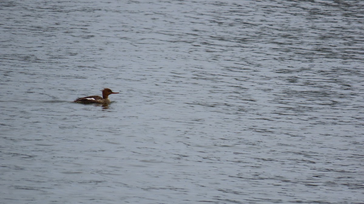 Red-breasted Merganser - YUKIKO ISHIKAWA