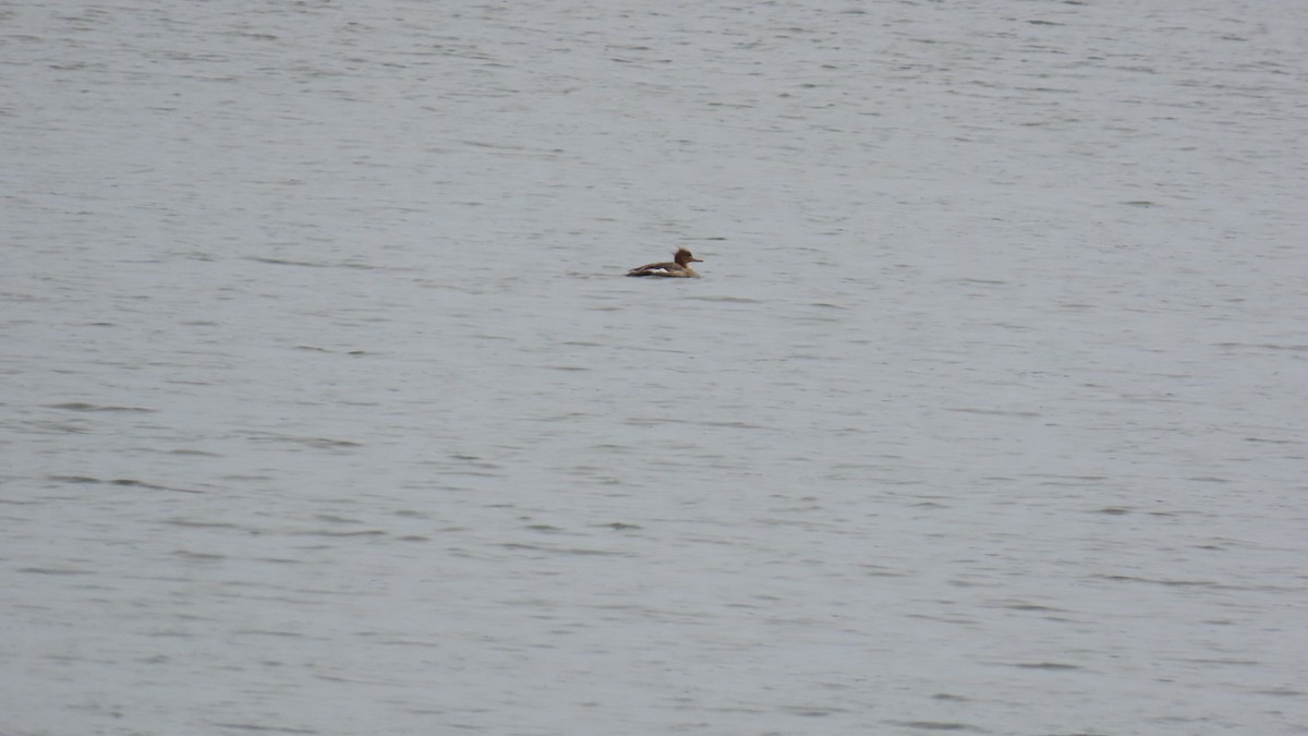 Red-breasted Merganser - YUKIKO ISHIKAWA