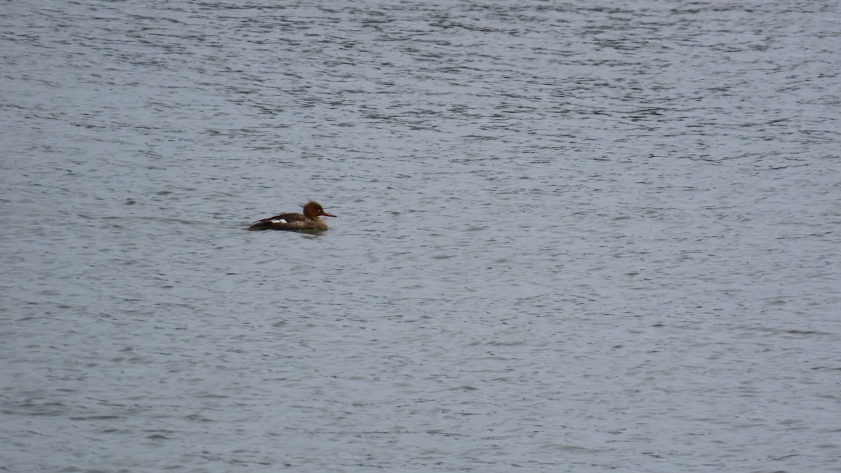 Red-breasted Merganser - YUKIKO ISHIKAWA