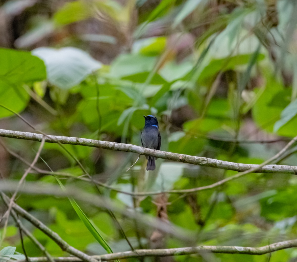 Small Niltava - Arun Raghuraman